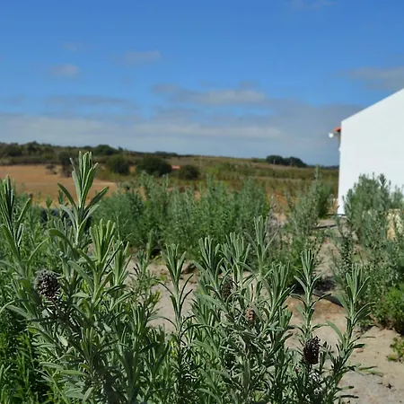 Entre Vinhas & Mar Obidos