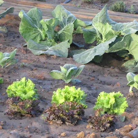 Entre Vinhas & Mar Feriegård *