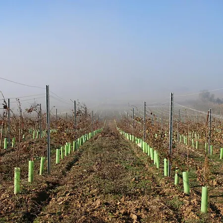 Farm stay Entre Vinhas & Mar Obidos