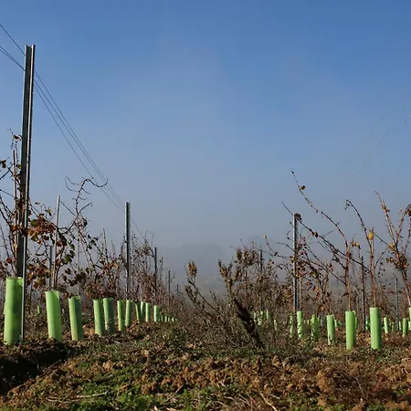 Entre Vinhas & Mar *