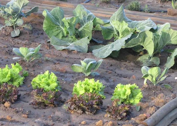 Entre Vinhas & Mar Bauernhof *