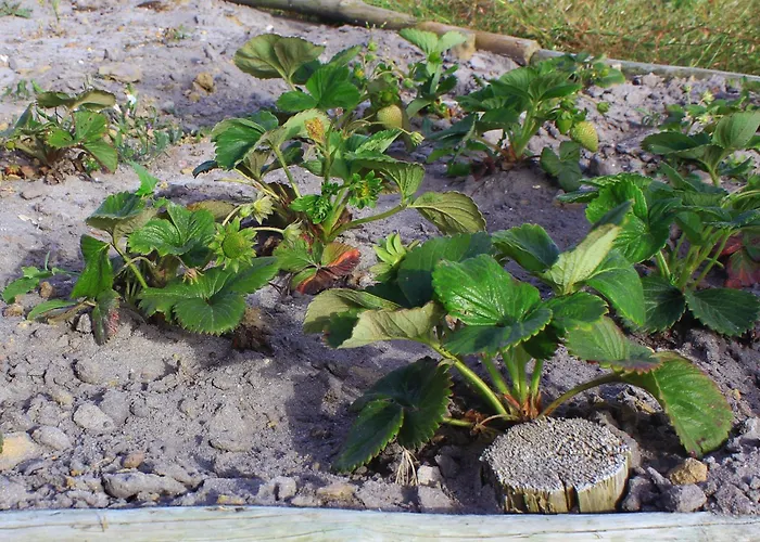 Entre Vinhas & Mar * Óbidos