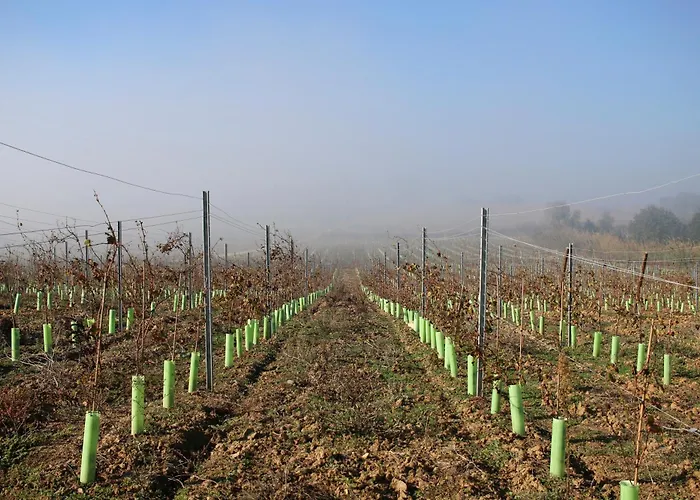 Agroturismo Entre Vinhas & Mar Óbidos