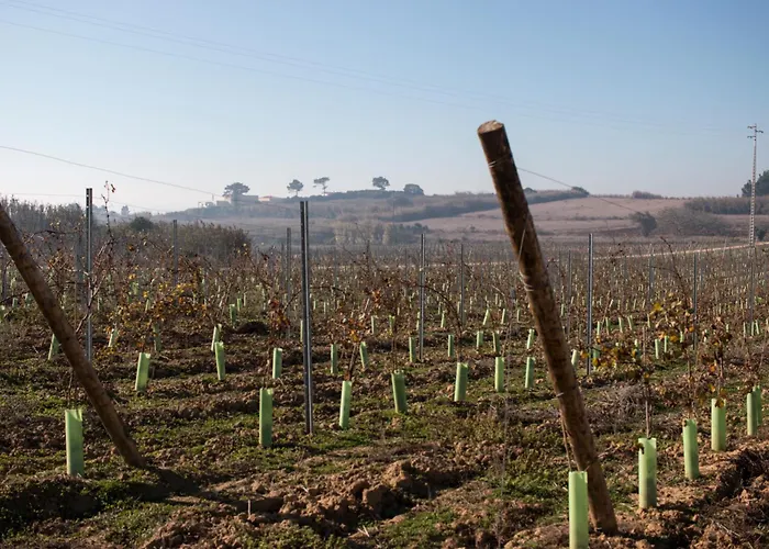 Çiftlik konaklama Entre Vinhas & Mar *