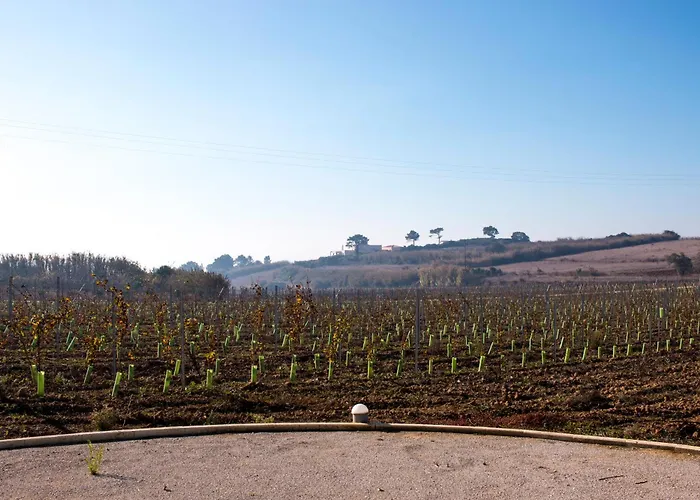 Entre Vinhas & Mar *